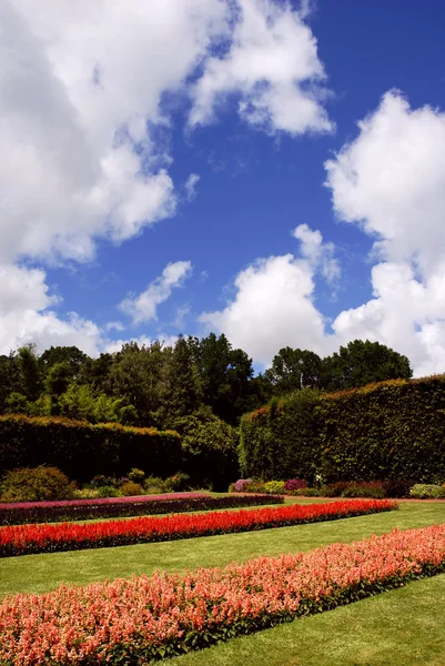 Belleza Flores Rojas Jardín Azores —  Fotos de Stock