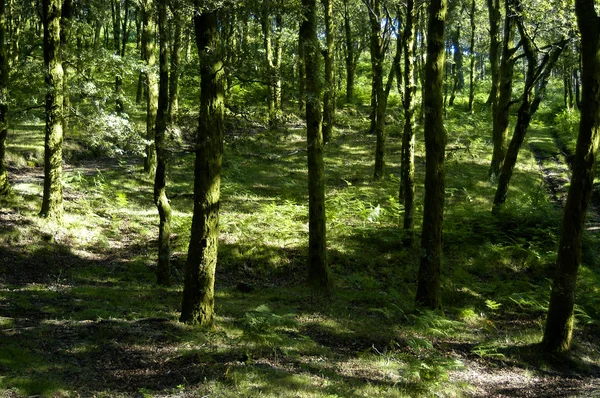 Détail Forêt — Photo