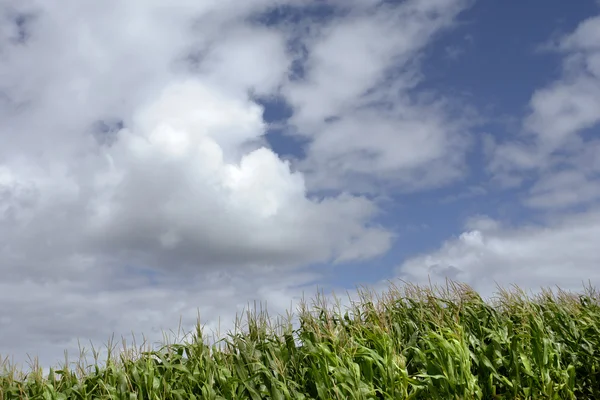 Поле Зеленой Кукурузы Острове Азорских Островов — стоковое фото
