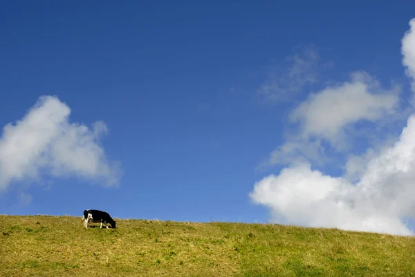 农场牛在亚速尔群岛田间和天空 — 图库照片