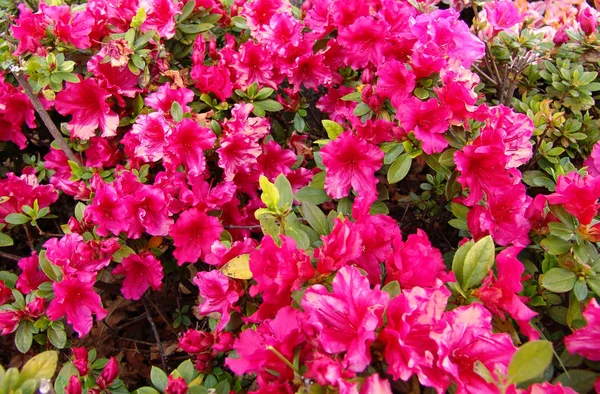 stock image Garden of flowers