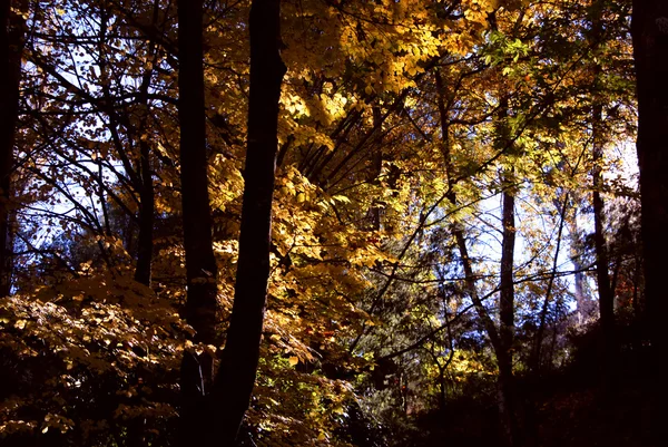 Осень Лесу Национальном Парке Португалии — стоковое фото
