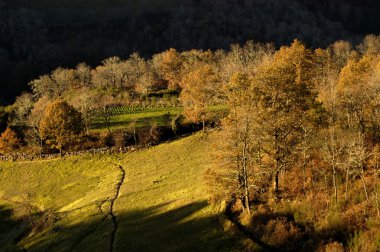 Vahşi