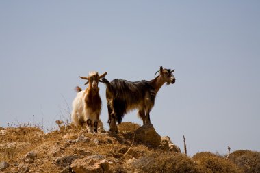 crete, Yunanistan güneyinde tipik keçi