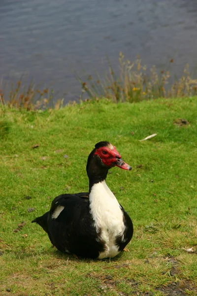 Azores Wild Duck — Stock Photo, Image