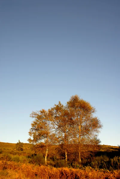 Jesienią Drzew Górach Północnej Części Portugalii — Zdjęcie stockowe