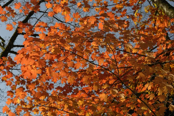 Herbstblätter Portugiesischen Nationalpark — Stockfoto