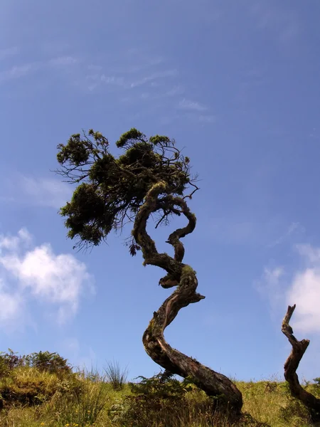 Manzaradaki Ağaç — Stok fotoğraf
