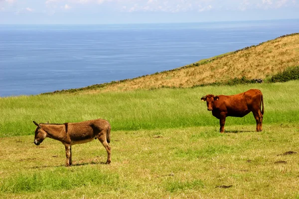海岸の農場の動物 — ストック写真