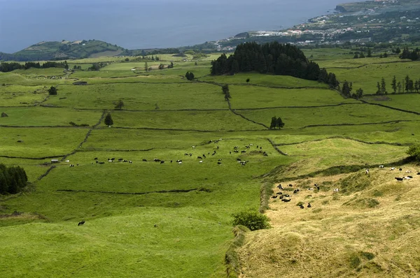 Açores Explorações Campos — Fotografia de Stock