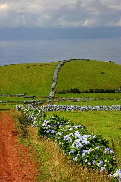 Carretera Las Azores Costa Isla Miguel — Foto de Stock