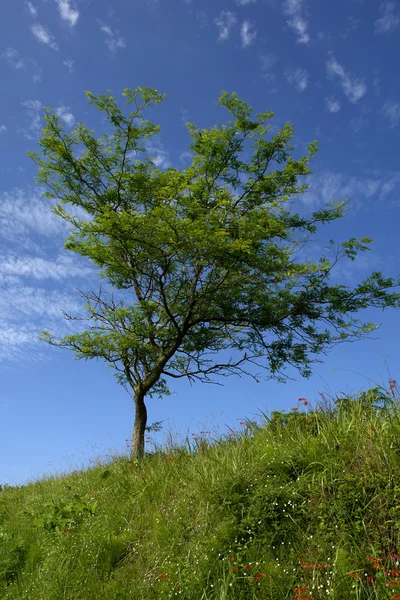 Δέντρο Στην Ακτή Στο Νησί Αζόρες Του Σάο Μιγκέλ — Φωτογραφία Αρχείου
