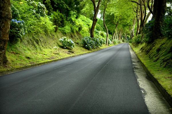 Caminho Com Árvores Nos Açores Miguel Ilha — Fotografia de Stock