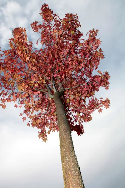 Árvore Outono Céu Como Fundo — Fotografia de Stock