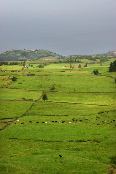 Açores Campos Costeiros — Fotografia de Stock