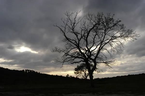 Drzewo Górach Zachód Światło — Zdjęcie stockowe