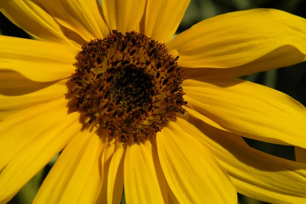 stock image Close up view of a small yellow sunflower