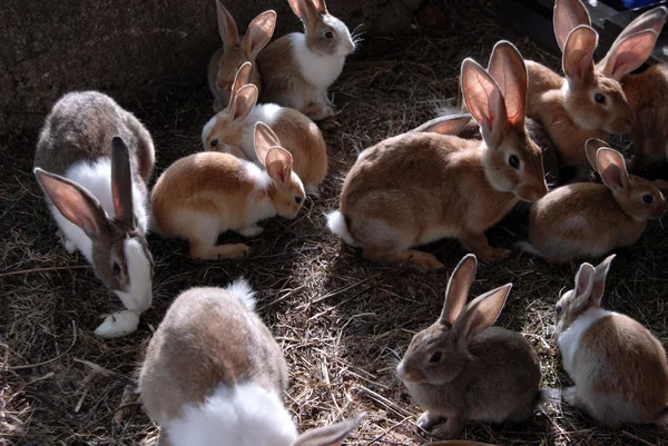 很多的大 小兔子在笼子里 — 图库照片