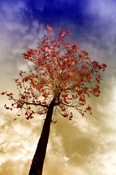 Blick Vom Boden Eines Baumes Herbstzeit — Stockfoto