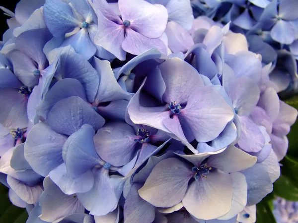 Detalhe Hortênsia Azul Flor Típica Das Ilhas Dos Açores — Fotografia de Stock