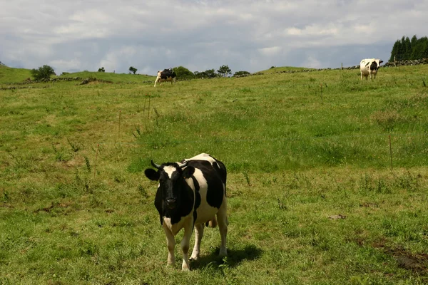 アゾレス諸島の農場の牛 — ストック写真