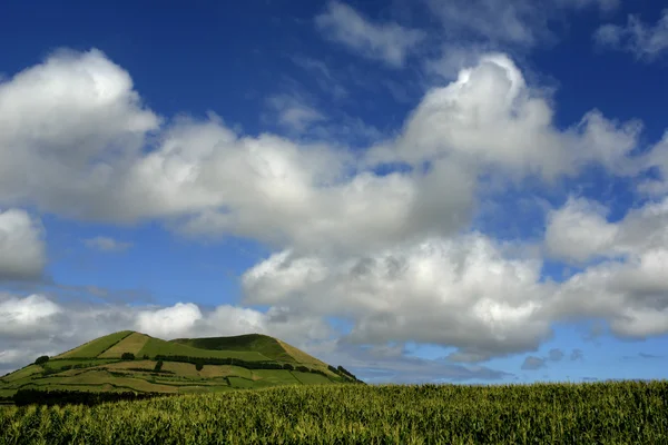 Feld Von Grünem Mais Auf Der Azoren Insel São Miguel — Stockfoto