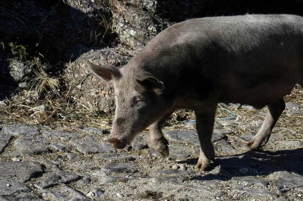 Cerdo Calle Norte Portugal — Foto de Stock