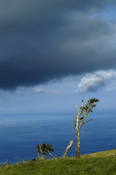 Azoren Kust Bomen Miguel Island — Stockfoto