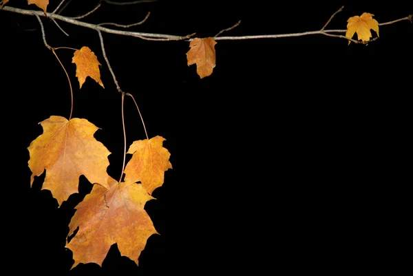 Einige Orangefarbene Herbstblätter Vor Dunklem Hintergrund — Stockfoto