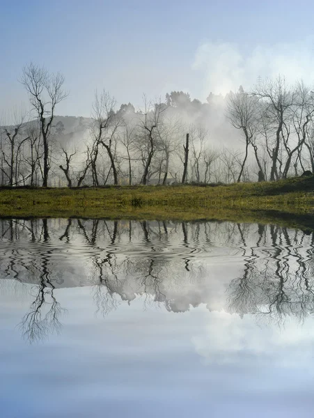 Bomen in de mist met meer reflectie — Stockfoto