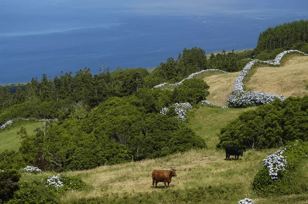 Açores vaca de exploração — Fotografia de Stock