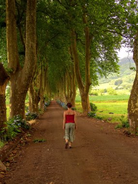 woman in the path with tree on two side in azores clipart