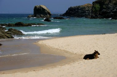 Kumsaldaki köpek.