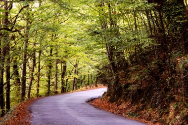 Azor Adaları içinde yolu ile ağaçları, s miguel Adası