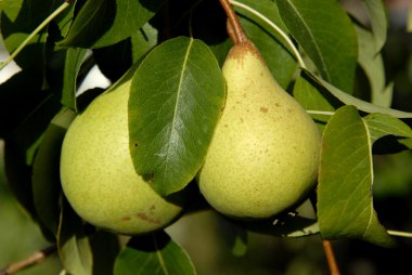 iki armut ağacı yeşil yaprakları