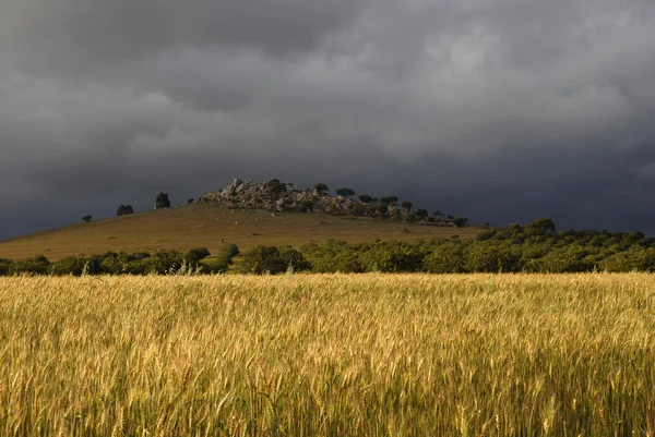 Getreidefelder Von Alentejo Dem Süden Portugals Bauernhof Der Nähe Von — Stockfoto