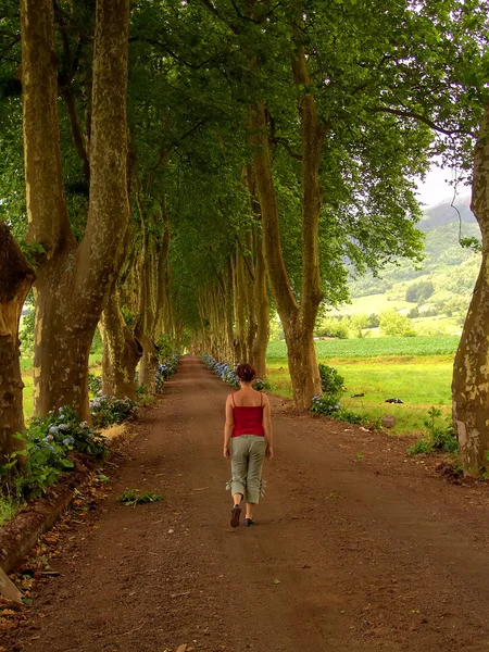 stock image woman in the path with tree on two side in azores