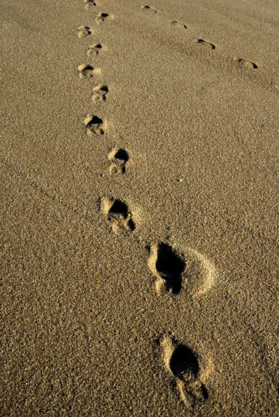 Human Footprints Wet Sand Detail — Stock Photo, Image