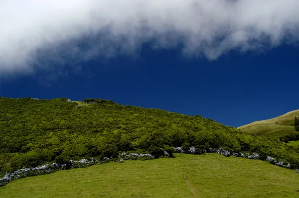 Зеленые Поля Азорских Островов — стоковое фото