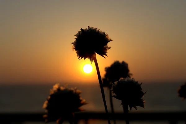 Bloemen Zonsondergang — Stockfoto
