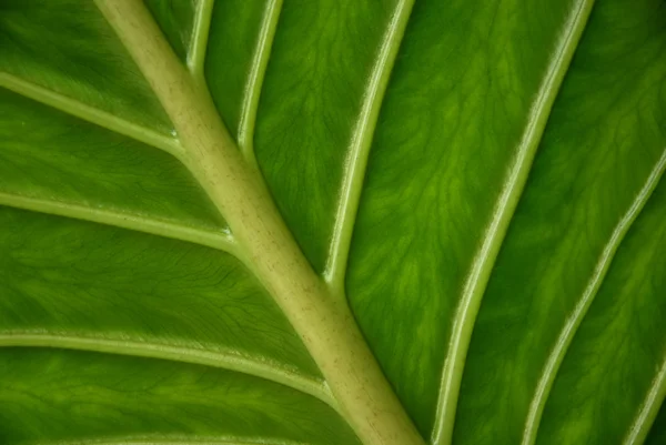 Lines leaf — Stock Photo, Image