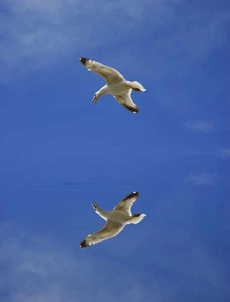Young Flying Seagull Sky Digital Reflection — Stock Photo, Image