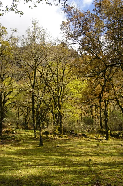 Forêt Sauvage Parc National Portugais — Photo