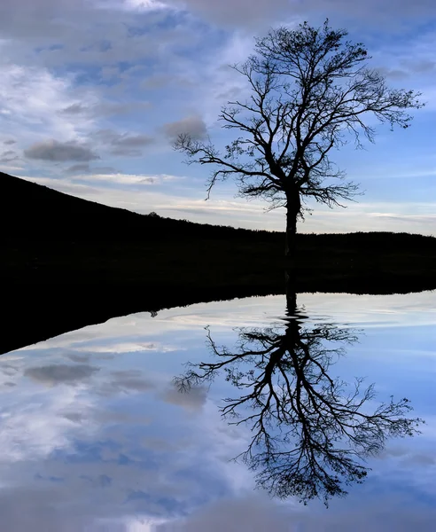 Baum Der Spitze Des Berges Mit Wasserspiegelung — Stockfoto
