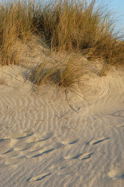 Дюнная Растительность — стоковое фото