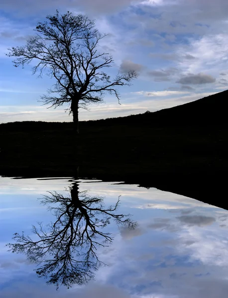 Ağaç göl — Stok fotoğraf