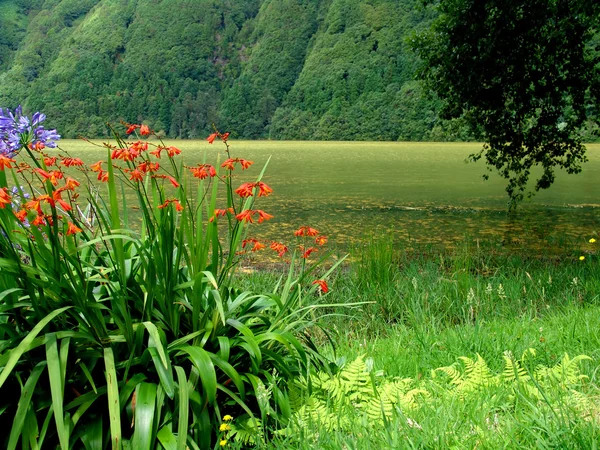 Květiny Jezera Azory — Stock fotografie
