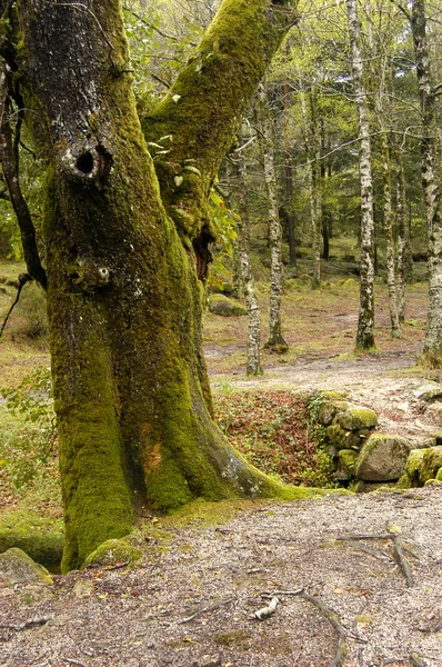 Drzewa Leśne — Zdjęcie stockowe