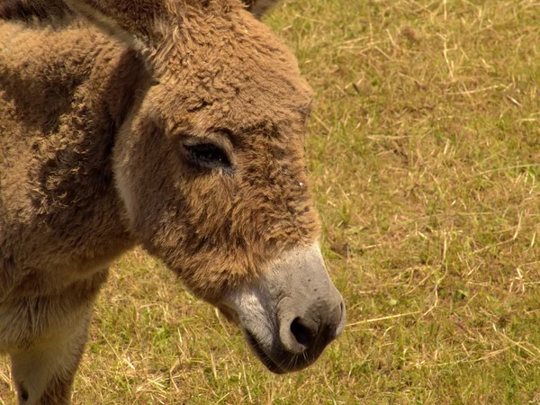 stock image Donkey