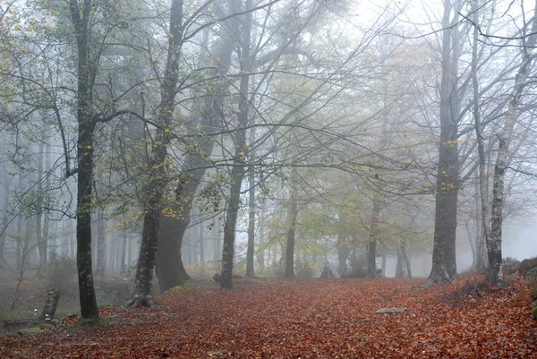 ポルトガルの国立公園の森の秋の霧 — ストック写真